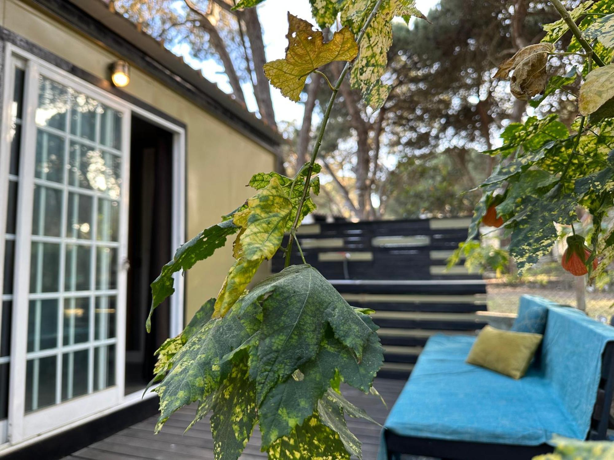 Eco-Friendly Beach House سيسيمبرا المظهر الخارجي الصورة